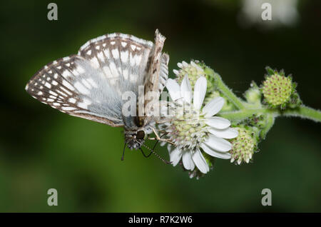 Tropical Checkered-Skipper, Burnsius oileus, nettare maschio dalla barba di Corona del Texas, Verbesina microptera Foto Stock