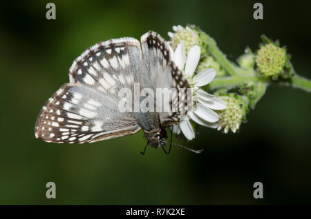 Tropical Checkered-Skipper, Burnsius oileus, nettare maschio dalla barba di Corona del Texas, Verbesina microptera Foto Stock