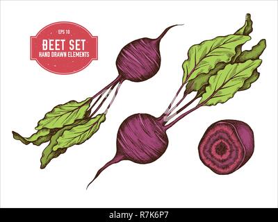 Vettore Collezione di disegnato a mano barbabietola colorato Illustrazione Vettoriale