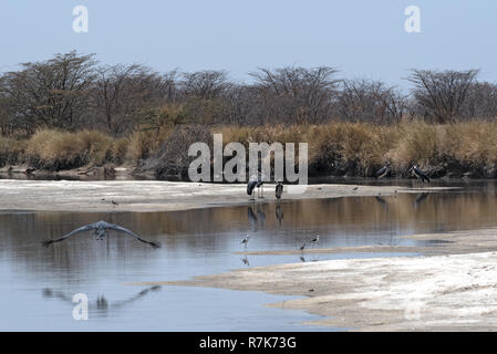 Marabou cicogne sul fiume Nata nel Santuario Nata, Botswana Foto Stock