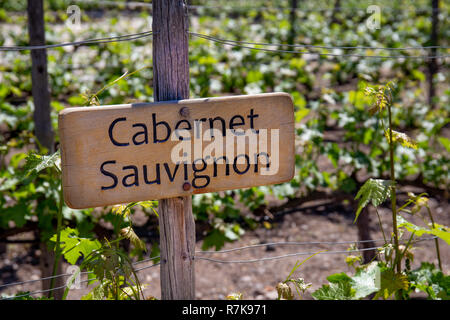 Il Cabernet Sauvignon il vino segno sul vigneto. Vigneto verticale Foto Stock