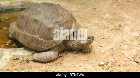 African spronato tartaruga (sulcata tartaruga) abita il bordo meridionale del deserto del Sahara, in Africa. Come pet, richiedono grandi contenitori, beddi Foto Stock