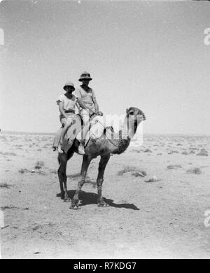WW2 Luftwaffe tedesca soldati a dorso di un cammello nel Nord Africa Foto Stock