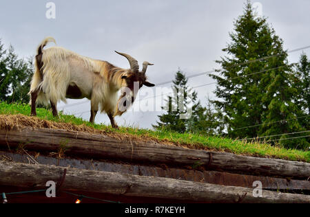 Un maschio di caprone rovistando su un tetto di sod presso il mercato di un paese in Coombs sull'Isola di Vancouver British Columbia Canada. Foto Stock