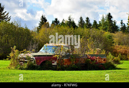 Un pick up che il carrello è stato parcheggiato in un campo di fattoria e presenta cespugli che crescono attorno ad esso in rural New Brunswick Canada. Foto Stock