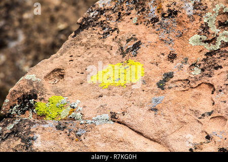 Il Lichen: un semplice slow-pianta crescente che forma tipicamente una bassa crustlike, leaflike, o crescita di ramificazione sulle rocce, pareti e alberi; organismo composito Foto Stock