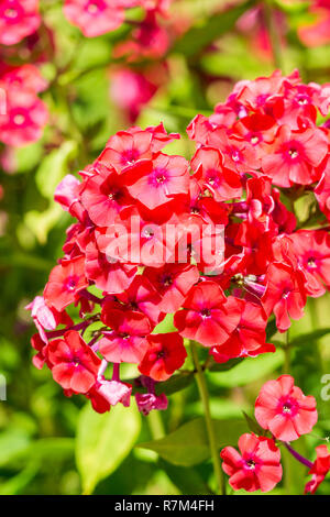 Close-up di bella rossa perenne Phlox fiori. Foto Stock