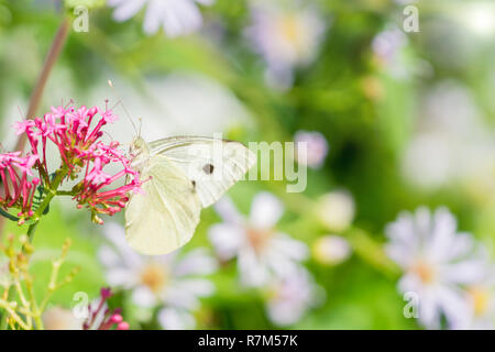 Close-up di un bel bianco cavolo Sarcococca rapae farfalla su un fiore in primavera. Foto Stock