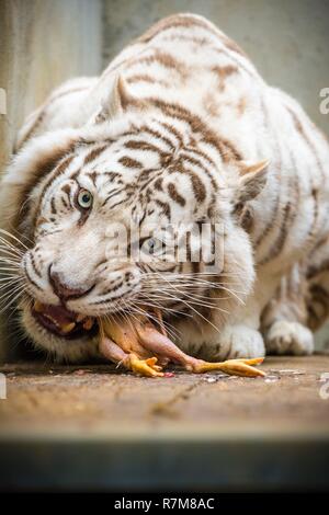 Francia, Sarthe, La Fleche, La Fleche Zoo, alimentando il Royal tigri bianche (Panthera tigris), durante l'attività Keeper per un giorno, aperto a tutti a partire dall'età di 8, che permette di mettersi nei panni di un detentore di prendersi cura degli animali sotto la sua supervisione Foto Stock