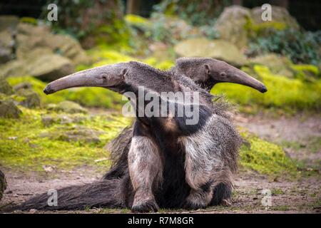 Francia, Sarthe, La Fleche, La Fleche Zoo, accoppiamento di formichieri giganti (Myrmecophaga tridactyla)otection Stato, Washington Convention Appendice II, stato dell'IUCN, vicino minacciato (NT) Foto Stock