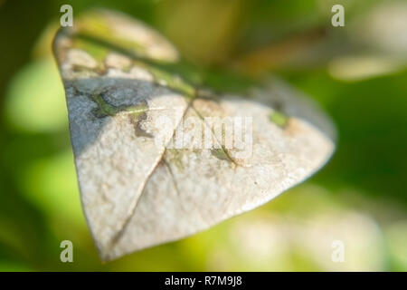 Foglia malattia corrosi texture di una foglia verde Foto Stock