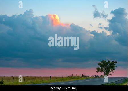 Lone Tree nella luce del sole di impostazione Foto Stock