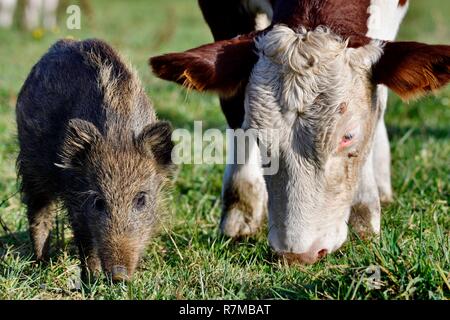 Francia, Doubs, Haut Doubs, Cavallerizza adottato da una mandria di mucche di razza Montbeliard Foto Stock