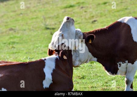 Francia, Doubs, Haut Doubs, mucche di razza Montbeliarde, testa a testa abbraccio Foto Stock