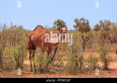 Un feral camel, Camelus dromedarius, alimentazione su una boccola in outback western Queensland, Australia Foto Stock