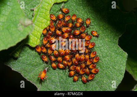 Bugs di Milkweed a sei punti, Oncopeltus sexmaculatus, grappolo di ninfe con una molatura in basso a sinistra Foto Stock