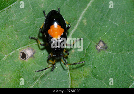 Impianto bordato Bug, Largus sp., ninfa Foto Stock