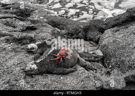 Sally Lightfoot crab su un mare Iguana o Galapagos iguane marine (Amblyrhynchus cristatus hassi), Punta Espinoza Foto Stock