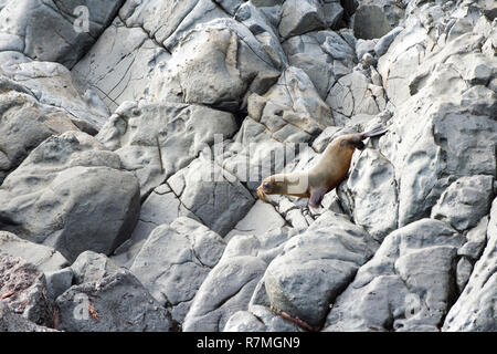 Le Galapagos pelliccia sigillo (Arctocephalus galapagoensis) giovani arrampicata sulle rocce, Punta Vicente Roca, Isabela Island, Galapagos, Ecuador Foto Stock