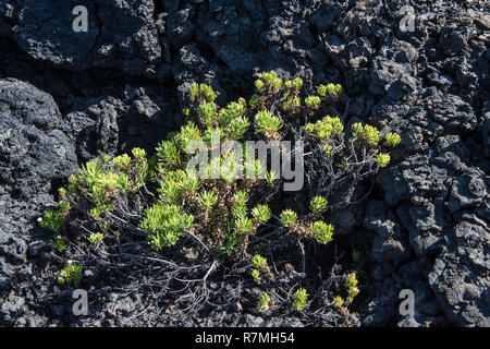 Vegetazione che cresce sulle rocce laviche, Punta Morena, Isabela Island Isole Galapagos, Ecuador Foto Stock