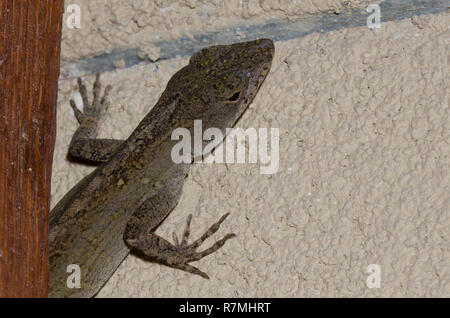 Anole marrone, Anolis sagrei, sulla costruzione Foto Stock