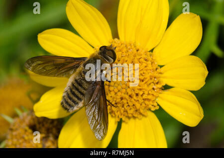 Bee Fly, Poecilanthrax Lucifero, su Skeleton-Leaf Goldeneye, Viguiera stenoloba Foto Stock