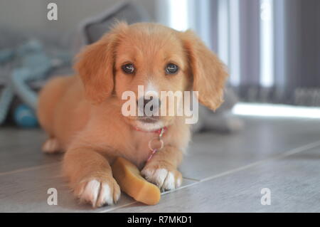 Nova Scotia Duck Tolling Retriever cucciolo Foto Stock