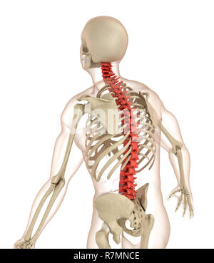 Anatomia della colonna vertebrale. Accurata dal punto di vista medico 3D illustrazione Foto Stock