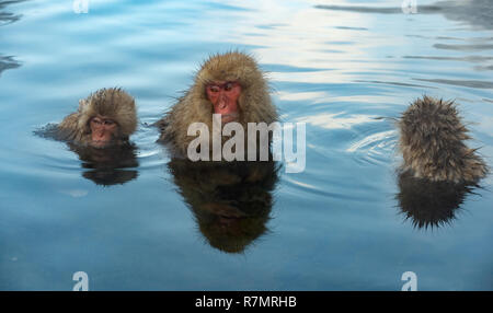 Macachi giapponesi in acqua di sorgenti termali naturali. I giapponesi macaque ( nome scientifico: Macaca fuscata), noto anche come la neve scimmia. Natural Foto Stock