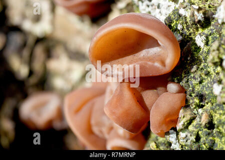 Jelly Ear Fungus (hirneola o auricularia auricula-judae), primo piano dei corpi fruttificanti del fungo precedentemente noto come Ebrei Ear. Foto Stock