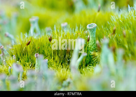 Primo piano con dettagli di muschio e un lichene verde stalato (forse cladonia chlorophaea o cladonia fimbriata) che cresce in cima ad un fencepost. Foto Stock