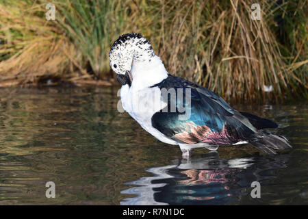 Ritratto di una manopola fatturati anatra (Sarkidiornis melanotos) in piedi in acqua mentre preening stesso Foto Stock