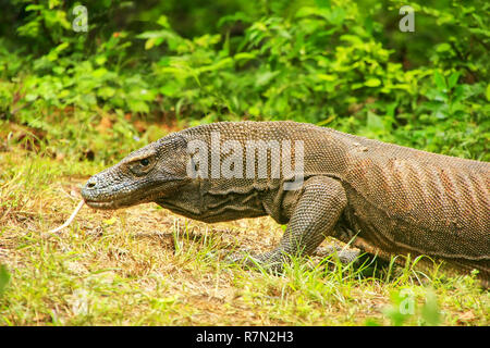 Drago di Komodo camminando sulla isola di Rinca nel Parco Nazionale di Komodo, Nusa Tenggara, Indonesia. È la più grande specie viventi di lucertola Foto Stock