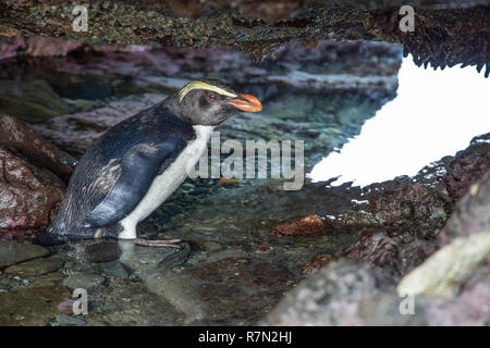 Fiordland pinguino crestato, Eudyptes pachyrhynchus, Nuova Zelanda Foto Stock