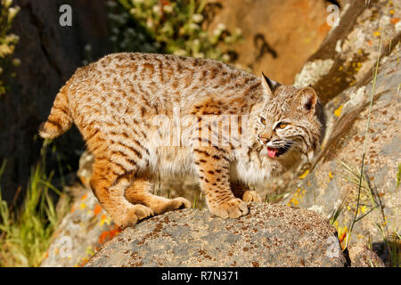 Bobcat (Lynx rufus) in piedi su una roccia Foto Stock