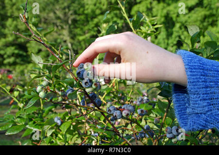 In prossimità di una giovane donna di raccolta a mano di mirtilli maturi in una giornata di sole close up; mano; raccolta; raccolta; rovistando; picking; rugiada; mirtillo; bl Foto Stock