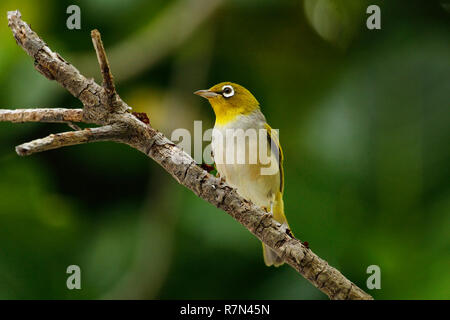 Isole Figi bianco-eye (Zosterops explorator) seduto su un ramo di albero. È endemica delle isole Figi. Foto Stock