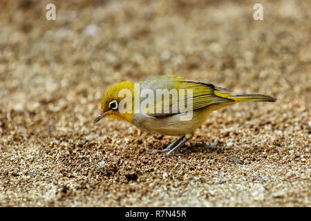 Isole Figi bianco-eye (Zosterops explorator) seduto per terra. È endemica delle isole Figi. Foto Stock