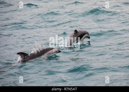 Dusky i delfini nuotare al largo della costa di Kaikoura, Nuova Zelanda. Kaikoura è una popolare destinazione turistica per guardare e nuotare con i delfini. Foto Stock