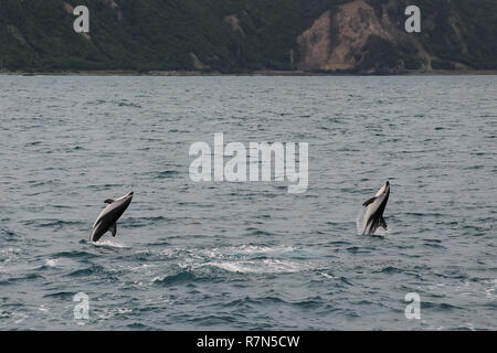 Dusky i delfini nuotare al largo della costa di Kaikoura, Nuova Zelanda. Kaikoura è una popolare destinazione turistica per guardare e nuotare con i delfini. Foto Stock