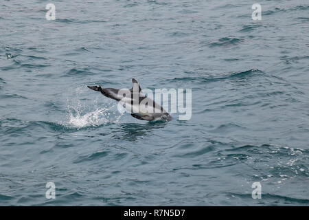 Delfino dusky nuoto al largo della costa di Kaikoura, Nuova Zelanda. Kaikoura è una popolare destinazione turistica per guardare e nuotare con i delfini. Foto Stock