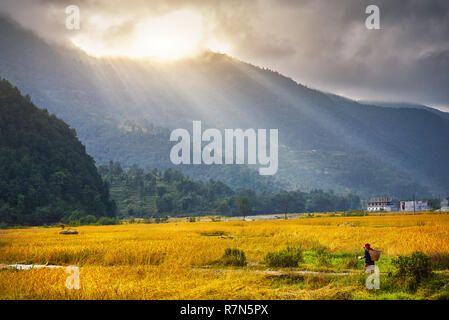 Silhouette di un agricoltore tradizionale donna con sacco a campo di riso nella valle di montagna in Himalaya, Nepal Foto Stock