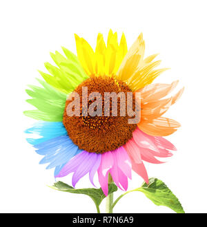 Due campi di girasoli con petali dipinte in colori diversi. Isolato su sfondo bianco Foto Stock