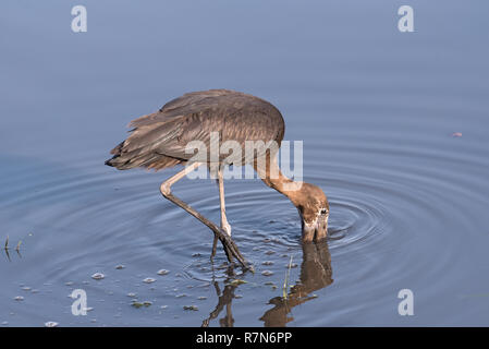Openbill africana stork, Anastomus lamelligerus, mangiare nel fiume Chobe, Botswana Foto Stock