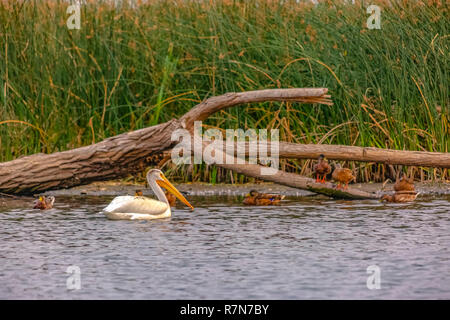 La fauna selvatica di Provo con gli uccelli si sono riuniti sul lago Utah Foto Stock