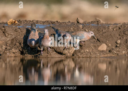 Cape Tortore fustellatura a waterhole in Riserva di Mashatu Botswana Foto Stock