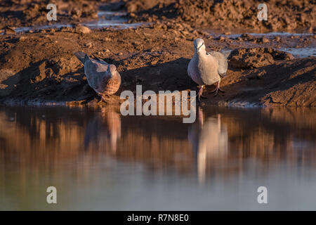Cape Tortore fustellatura a waterhole in Riserva di Mashatu Botswana Foto Stock