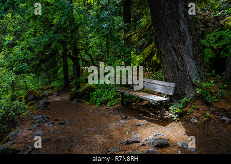 Panca in legno lungo un sentiero nel nord Umpqua National Forest, Oregon, Stati Uniti d'America. Foto Stock