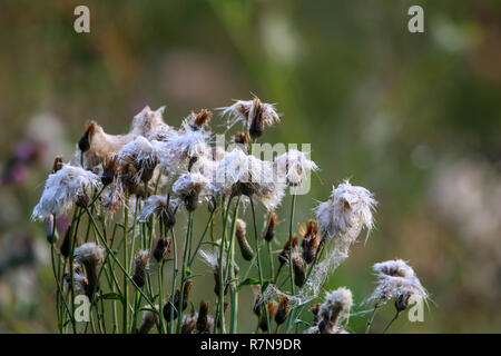 Fiori Selvatici. Deflorate fiori. Fiori rurale su un prato verde. Prato con fiori rurale. Fiori Selvatici. Natura fiore. Weed sul campo. Deflorate infestante Foto Stock