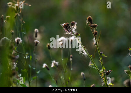 Fiori Selvatici. Deflorate fiori. Fiori rurale su un prato verde. Prato con fiori rurale. Fiori Selvatici. Natura fiore. Weed sul campo. Deflorate infestante Foto Stock